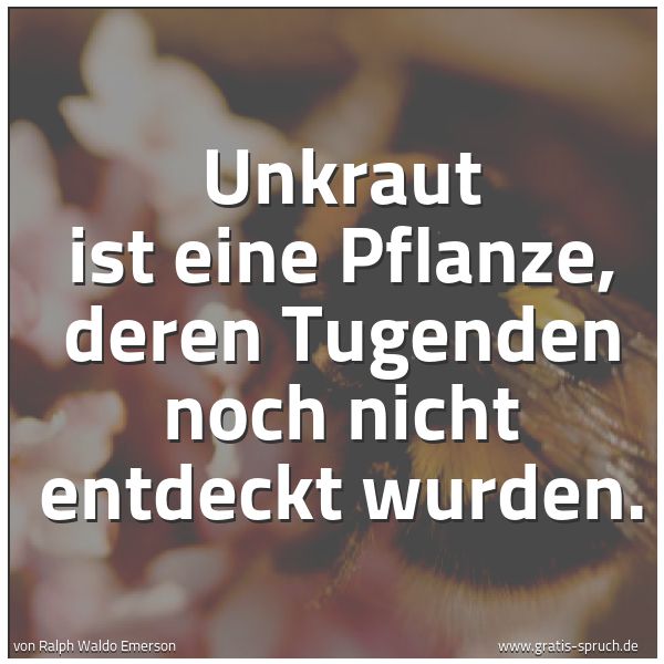 Spruchbild mit dem Text 'Unkraut ist eine Pflanze,
deren Tugenden noch nicht entdeckt wurden.'