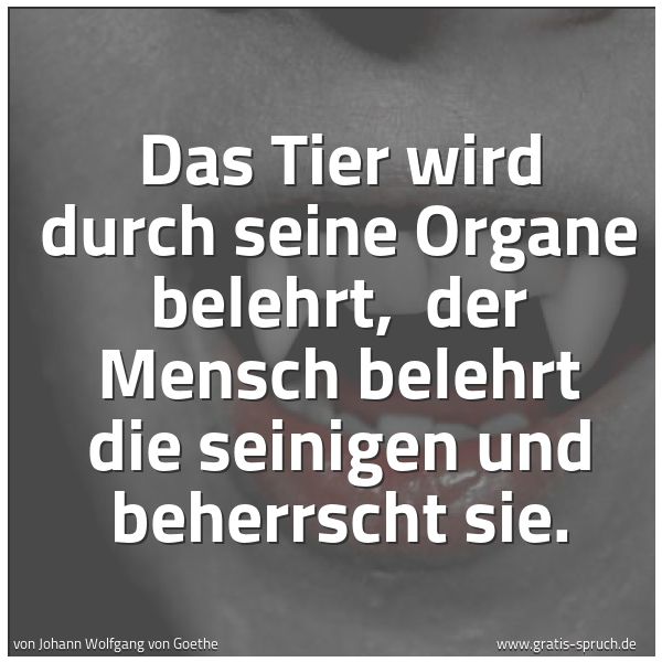 Spruchbild mit dem Text 'Das Tier wird durch seine Organe belehrt, 
der Mensch belehrt die seinigen und beherrscht sie.  '
