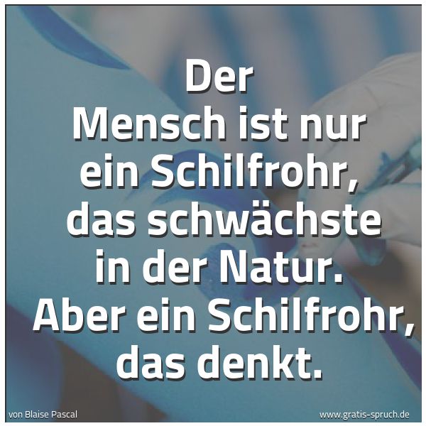Spruchbild mit dem Text 'Der Mensch ist nur ein Schilfrohr, 
das schwächste in der Natur. 
Aber ein Schilfrohr, das denkt.'