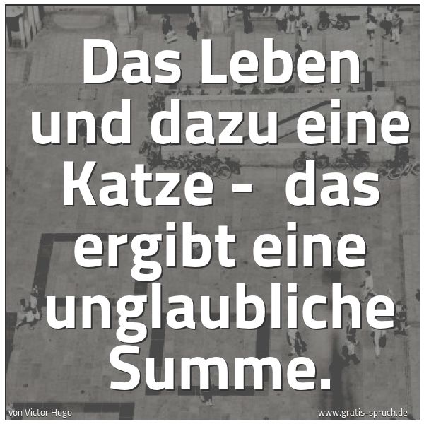 Spruchbild mit dem Text 'Das Leben und dazu eine Katze - 
das ergibt eine unglaubliche Summe.'